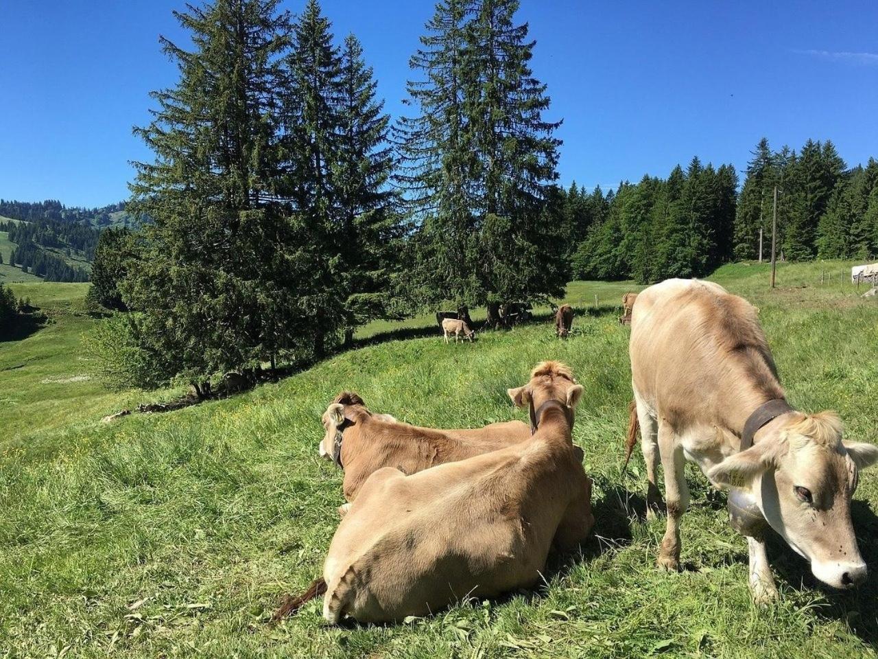 Appartement Nr 19, Alpenappartementhaus, Oberstaufen-Steibis, Allgäu Exterior foto